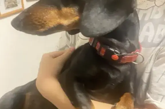 Найдена собака, , фото: Найдена собака, Коряжма, Архангельск