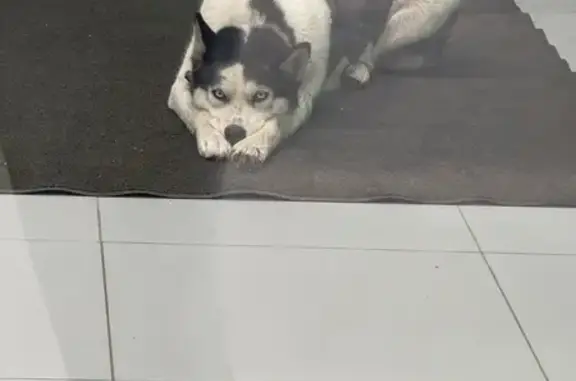 Найдена собака, Нагаево, фото: Ласковая хаски найдена, Нагаевское ш. 92