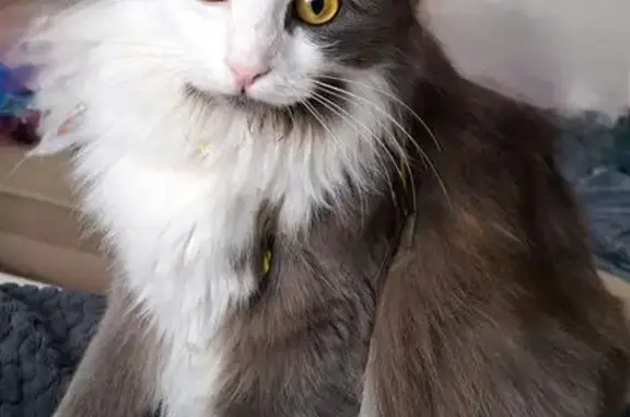 Кошки потеряшки, Ростов-на-Дону, фото: Потеряшка кошка, Таганрогская 124/2