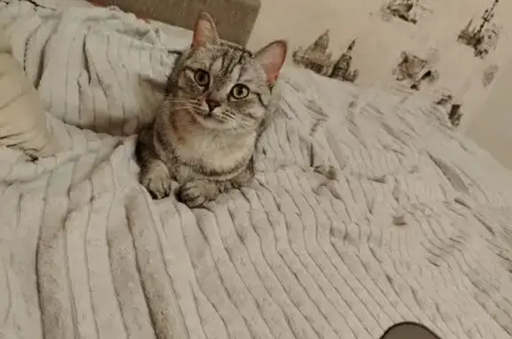 Кошки потеряшки, Ставрополь, фото: Потеряшка кошка, переулок Макарова 28