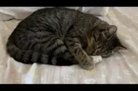 Пропала кошка, Советская пл., 7, Бологое