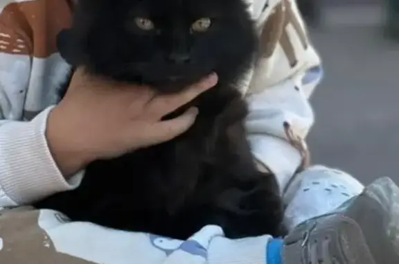 Кошки потеряшки, Ростов-на-Дону, фото: Потеряшка кот Пума, Ростов-на-Дону, Туроверова