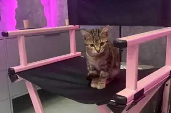 Кошка найдена, Артиллерийская 77, Калининград