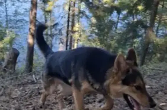 Пропала собака в Помарах, Марий Эл