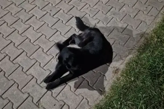 Найдена собака, Гродно, фото: Найдена собака, ул. Химиков, Гродно