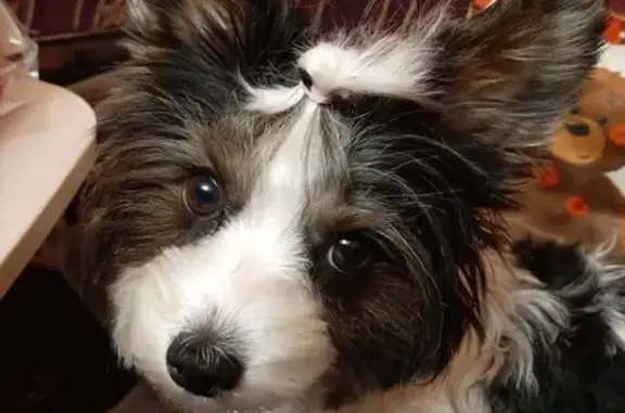 Пропала собака на Евдокима Огнева, 14