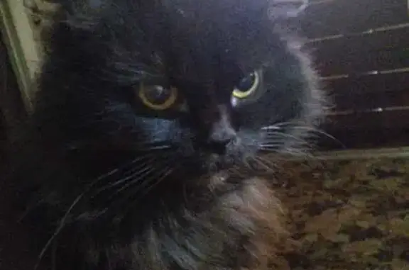 Пропала черная кошка, Спутник, Егорьевск