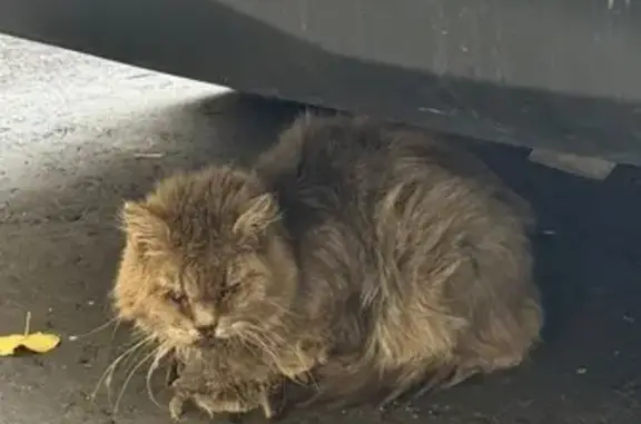 Кот в беде: Новинский бульвар, 11, Москва
