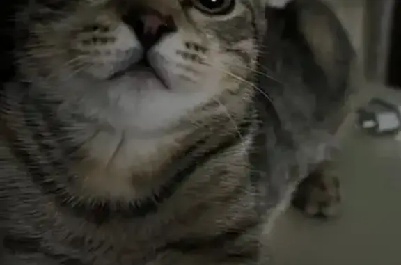 Кошки потеряшки, Молоково, фото: Потеряшка кошка Моли, Солнечный проезд, 6