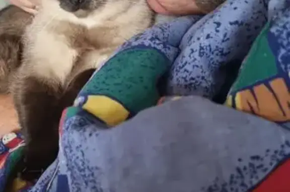 Пропала сиамская кошка, Блюхера 8, Омск