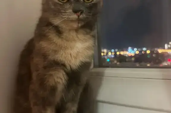 Кошки потеряшки, , фото: Потеряшка кошка, Бережковая 18, Ижевск