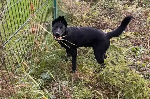 Найдена собака, ул. Строителей, Тверь