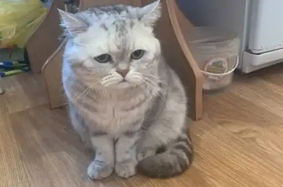 Кошки потеряшки, , фото: Потеряшка кот Баксик, ул. Первомайская 177