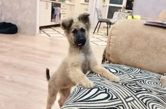 Найдена собака, Казань, фото: Щенок найден у ТЦ, Садовая ул., Казань