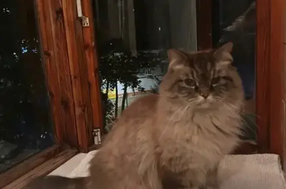 Найдена кошка, Люберцы, фото: Найдена кошка, ул. Гоголя 8, Люберцы