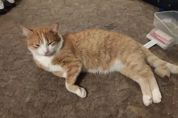 Кошки потеряшки, Москва, фото: Потеряшка кошка на Самаркандском бульваре, 13 к1