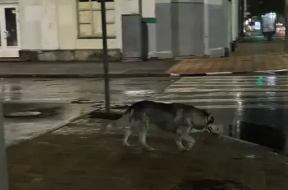 Собака найдена: Советская ул., Ростов-на-Дону