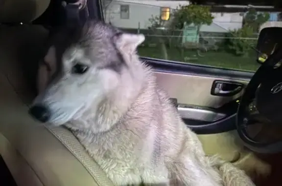 Найдена собака, , фото: Найдена собака в Сукко, Краснодарский край