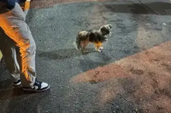 Найдена собака, ул. Хорошева 14А, Волгоград