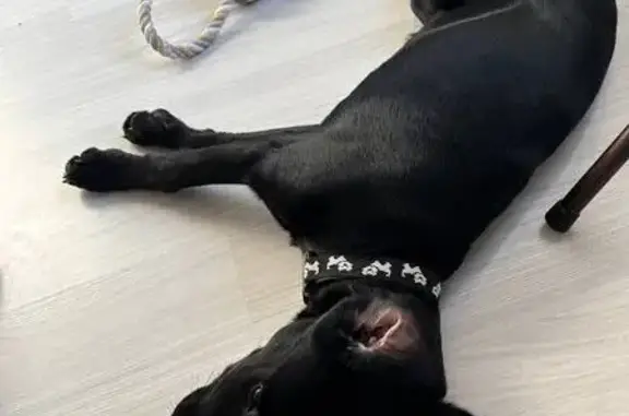 Найдена собака, Уфа, фото: Найдена собака, Пятигорская ул., Уфа