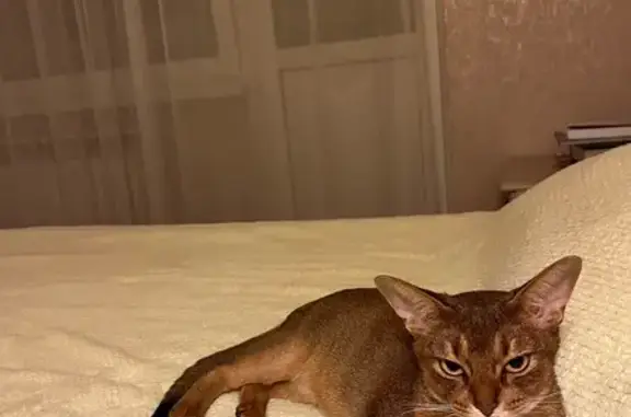 Кошки потеряшки, Калининград, фото: Потеряшка кошка, ул. Левитана, 61, Калининград