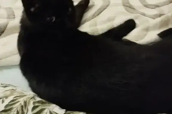 Найдена кошка, Шушары, фото: Кошка найдена: Колпинское шоссе, 38 к1