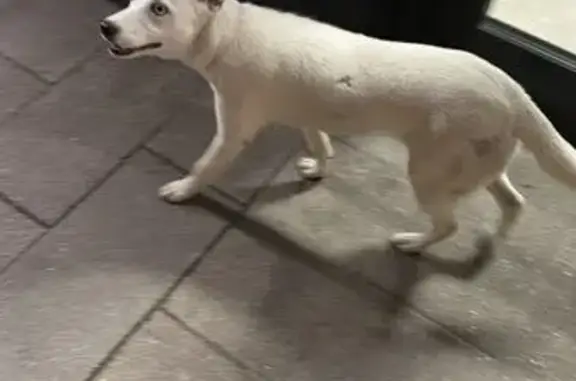 Найдена собака, Клинская ул., 2А, Москва