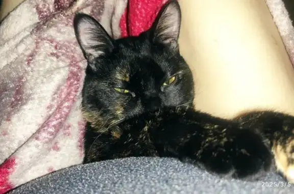 Пропала кошка, Полярные Зори 49 к5