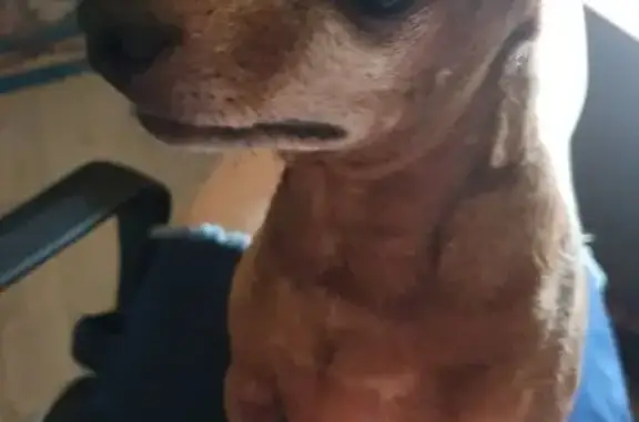 Пропала собака, Центральная ул. 5, Муромское