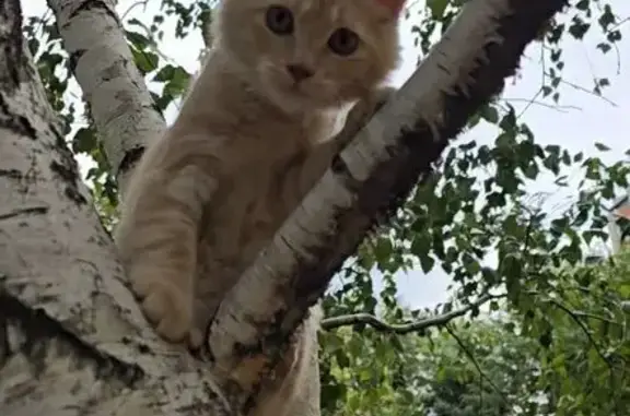 Кошки потеряшки, , фото: Потеряшка кошка, ул. Тюляева, 4/1