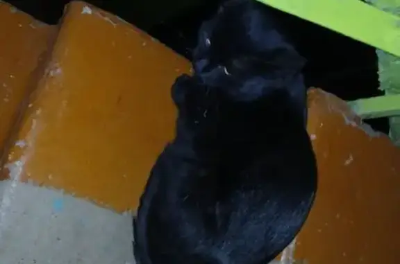 Кошка найдена: Приборостроительная 32, Орёл