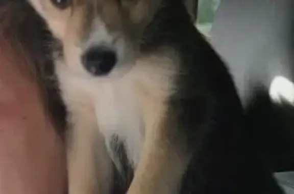 Объявления о пропавших и найденных животных, Нижний Тагил, фото: Пропала собака, ул. Новострой, 4, Н. Тагил