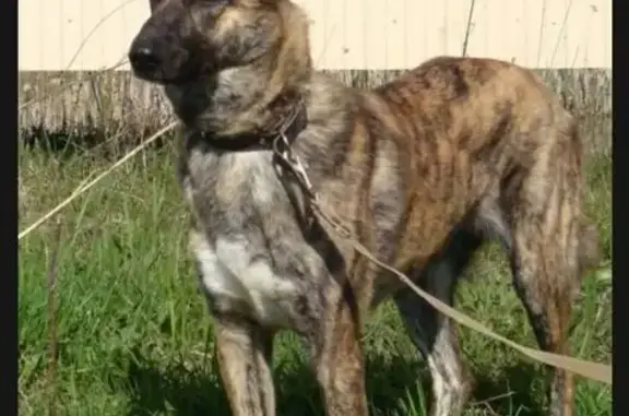 Пропала собака на ул. Энгельса, Уварово