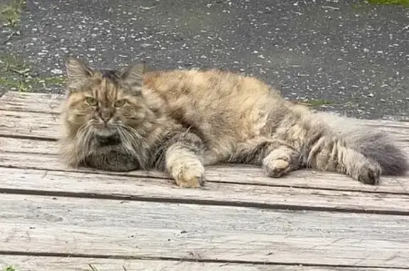 Пропала кошка, Заводская ул., Н. Новгород