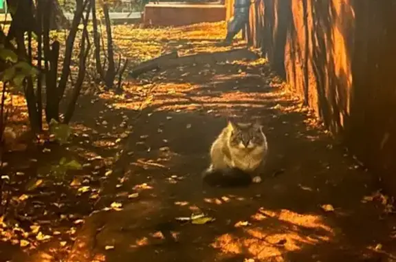 Найдена кошка на проспекте Будённого