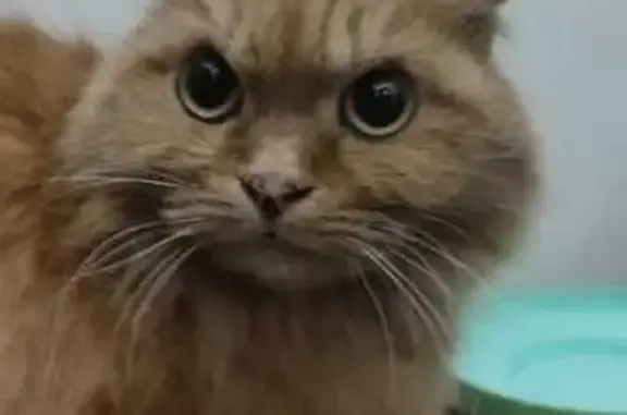 Найденные животные Заринск, фото: Кошка найдена: пр. Строителей, 14, Заринск