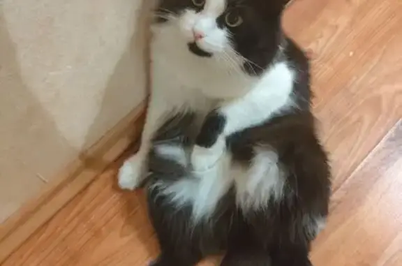 Пропал кот, Пермский край, Р-242