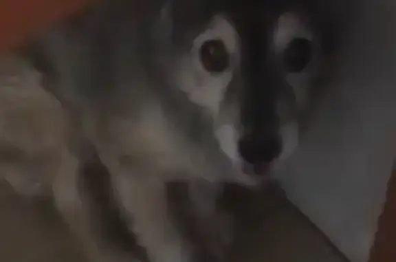 Собаки потеряшки, Оренбург, фото: Потеряшка собака у Волгоградской 38, Оренбург