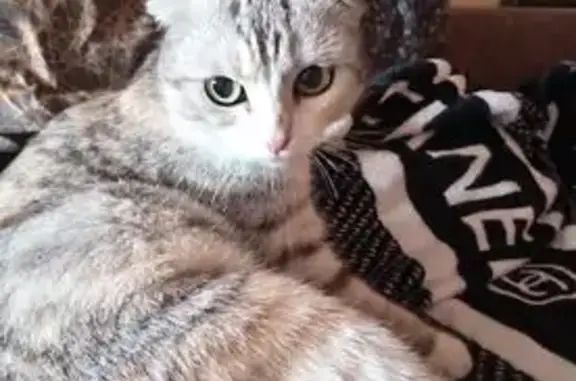 Найденные животные Томская область, фото: Кошка найдена в Зоркальцево, Томск