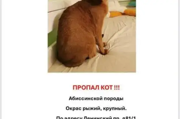 Кошки потеряшки, Санкт-Петербург, фото: Потеряшка кошка, Ленинский пр., 81 к1