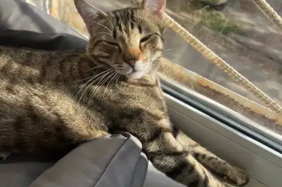 Пропала кошка, Глушкова 46, Барнаул