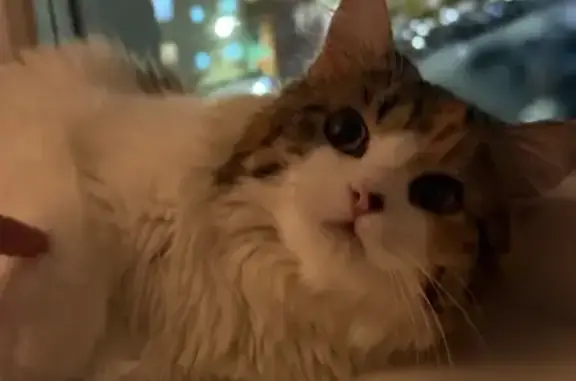 Найдена кошка, , фото: Найдена кошка, ул. Московкина, Нижневартовск