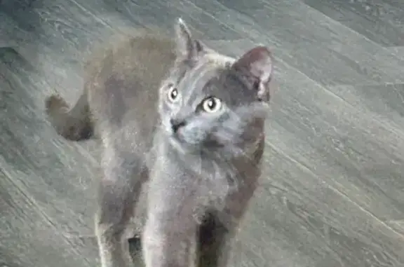 Пропала кошка, Лермонтова 6/2, Сургут