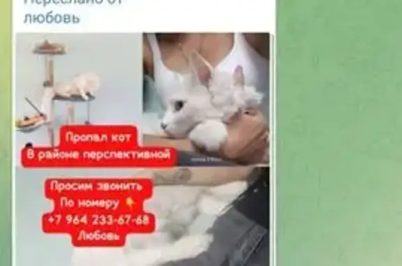 Пропала кошка, Перспективная 4, Хабаровск