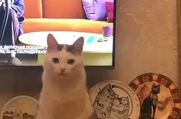 Кошки потеряшки, , фото: Потеряшка кошка, Советская ул., 6, Рязань