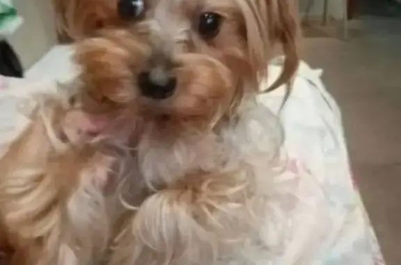 Пропала собака, Трудовая ул., Свирск