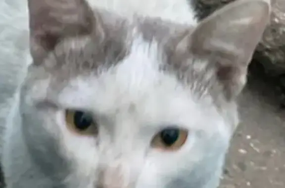 Кошки потеряшки, Чита, фото: Потеряшка кошка, ул. Бабушкина, 89, Чита