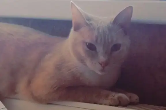 Кошки потеряшки, Краснодарский край, фото: Потеряшка кот Сэм, Ореховая 225, Краснодарский край