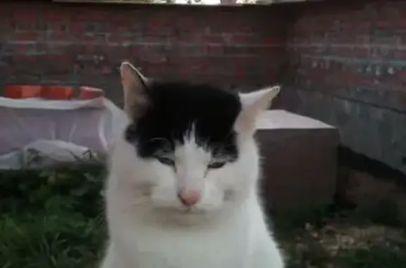 Пропала кошка, Ям-Тёсовское СП, ЛО