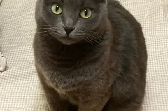 Кошки потеряшки, Казань, фото: Потеряшка серая кошка, Усманова 19, Казань